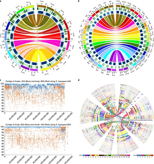 Genetic secrets of peanut varieties unveiled – ICRISAT- Center of