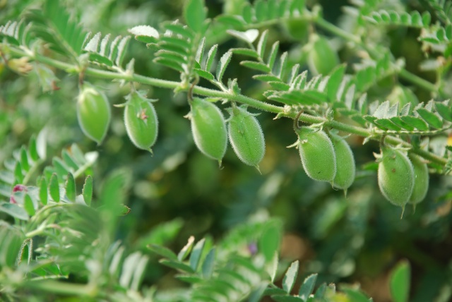 Chickpea_pods_L_Vidyasagar_ICRISAT.jpg