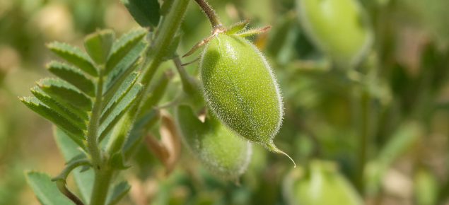 Z07_0679_Chickpea_flower_pods-1.png